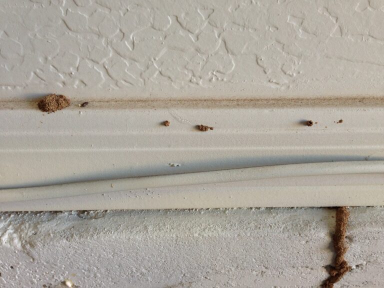 Signs Of Termites In Your Walls